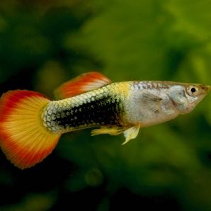 Guppy male flame